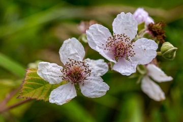 Blackberry blossoms with a green background.