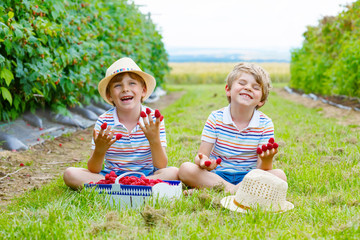 Two little friends, kid boys having fun on raspberry farm 