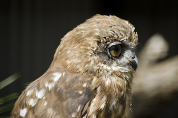 boobook owl