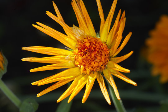 Yellow flower