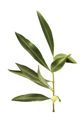 Photo of green olive branch, isolated on white