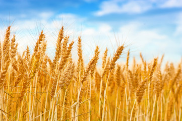 Fototapeta premium Golden wheat field in the blue sky