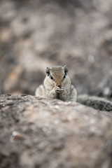 sitting on a rock eating chipmunk