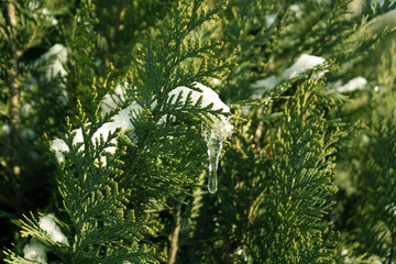 snow and ice on green thuja close-up.