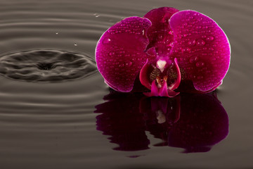 Orchideen mit Wasserspiegelung und Wassertropfen