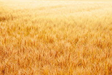 wheat field with the golden sun light