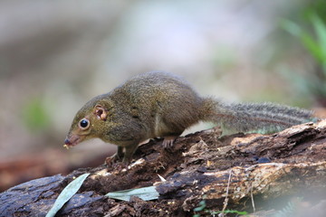 Northern Slender-tailed Treeshrew (Dendrogale murina) in Tam Dao, North Vietnam 