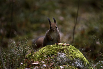 Squirrel haunting it's pray