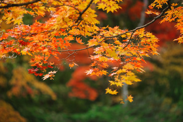 red yellow orange japanese maple leaves on soft blurred green background