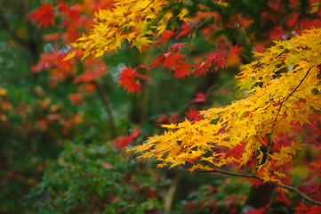 Naklejka na ściany i meble red yellow orange japanese maple leaves on soft blurred green background