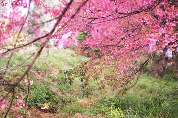 Fototapeta premium Cherry Blossom or pink Sakura flower in the garden