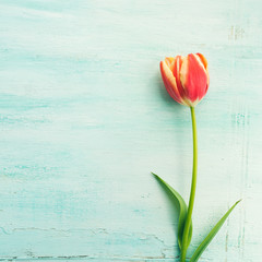 Fototapeta na wymiar Spring easter tulip floral minimal pastel color background with copy space. Top view. Square