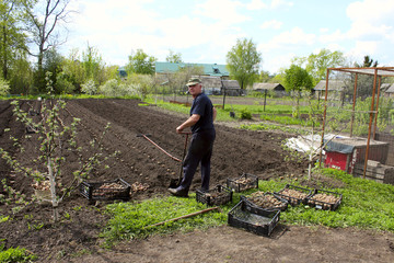 Мужчина сажает картошку.