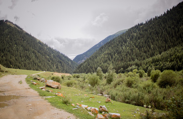 road in the mountains green grass