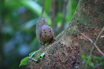 Obraz premium Northern Slender-tailed Treeshrew (Dendrogale murina) in Tam Dao, North Vietnam 