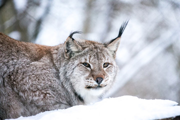Lynx in a Winter Forest Close up