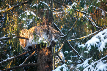 Lynx on a tree branch  in a Winter Forest