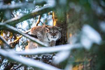 Lynx in a Winter Forest in a summer day