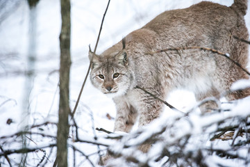 Lynx in a Winter Forest