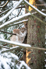 Lynx in a Winter Forest