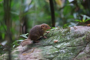 Northern Slender-tailed Treeshrew (Dendrogale murina) in Tam Dao, North Vietnam 