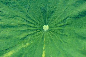 Close up center of green lotus leaf