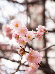 Plum blossom in Japan

