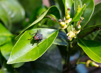 Fly on leaf