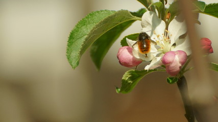 Biene auf Blüte am Baum