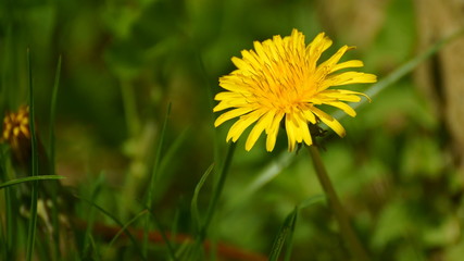 Löwenzahn im Garten