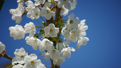 Blühender Baum Frühling