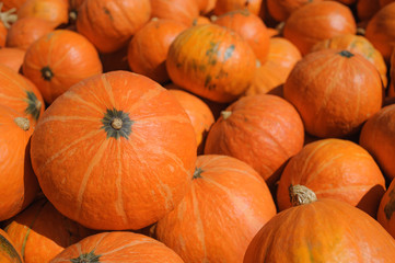 Pumpkin Stalks