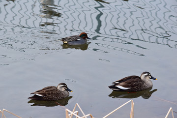 カルガモと一緒に移動するコガモ