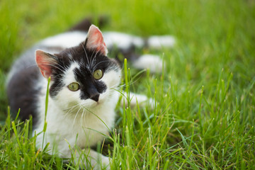 Cute  cat playing on the grass