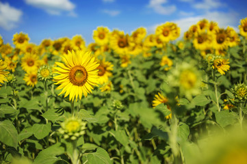 Fototapeta premium landscape of sunflowers filed