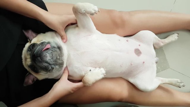 woman owner giving body massage to a cute puppy pug dog that sleep lie supine at her leg