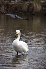 Naklejka na ściany i meble 頭上をカラスが通過した白鳥