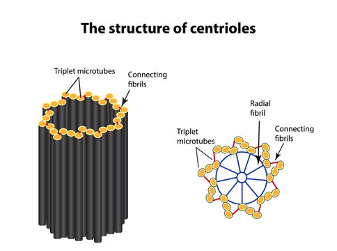 The structure of centrioles. Infographics. Vector illustration on isolated background