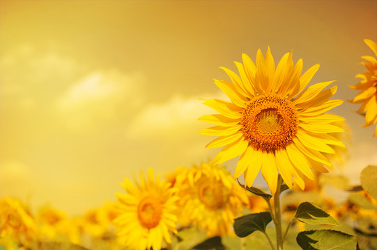 field of sunflowers with the sunlight adjust color to colorful with gold light