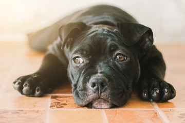 Cute puppy Bully dog on blur background