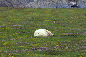 Fototapeta premium The owner of the Arctic: polar bear, which happily sleeping in open tundra