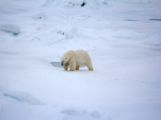 Polar bear near North pole (86-87 degrees north latitude)