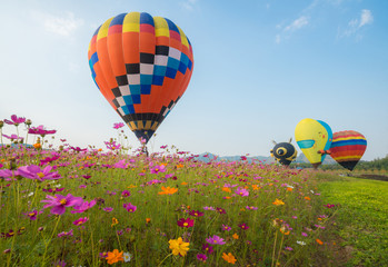 The hot air balloons flying over the cosmos flowers field in Singha park international balloons fiesta 2017 in Chiang Rai province of Thailand.