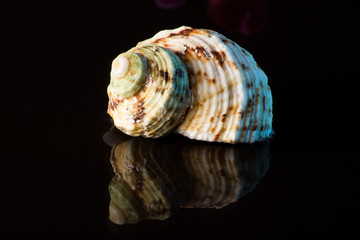 Rote Orchideen mit Muschel und Wasserspiegelung