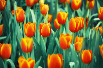 Close up orange tulips flower in the graden
