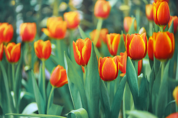 Orange tulips flower in the garden .