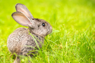 Grey rabbit in grass closeup