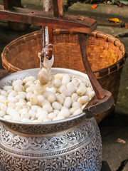 Silkworm cocoons in silk production process