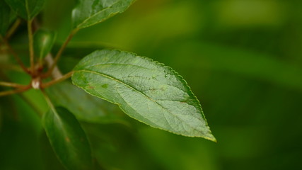 Grünes Blatt