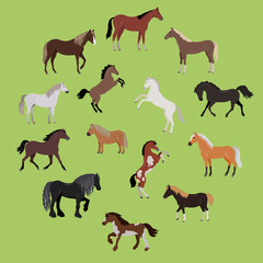 Illustration of Different Breeds of Horses